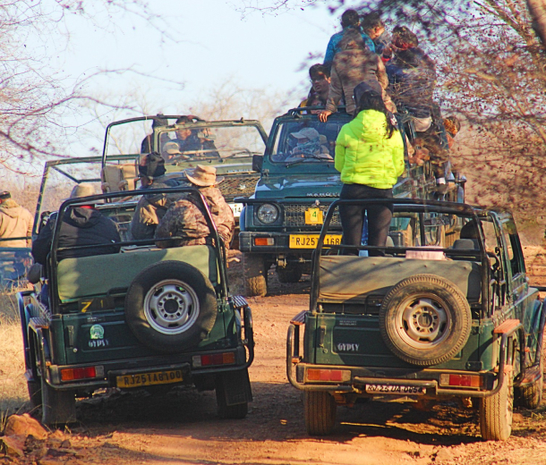 timings of ranthambore safari